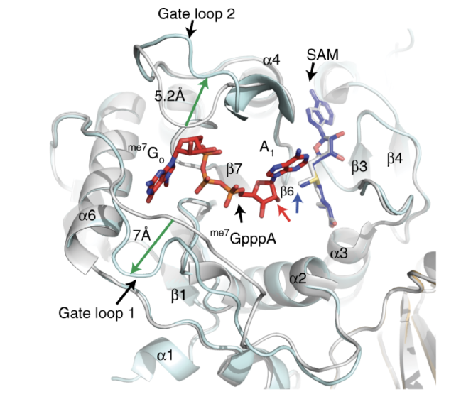 Conformational changes in Gate loops of nsp16 of SARS-CoV-2 upon RNA cap binding
