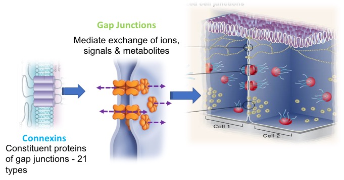 gap junctions, composed of Connexins, form intercellular channels that mediate exchange of signals and metabolites between cells